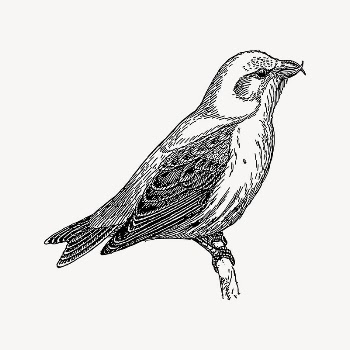 Crossbill bird clipart, drawing illustration | Free Vector Illustration - rawpixel