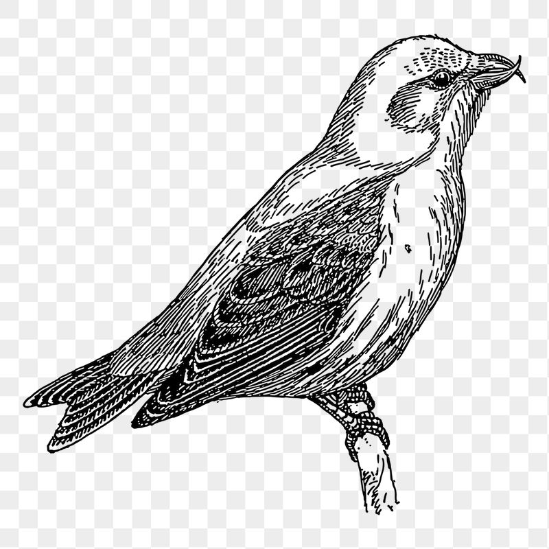Crossbill bird png sticker illustration, | Free PNG - rawpixel
