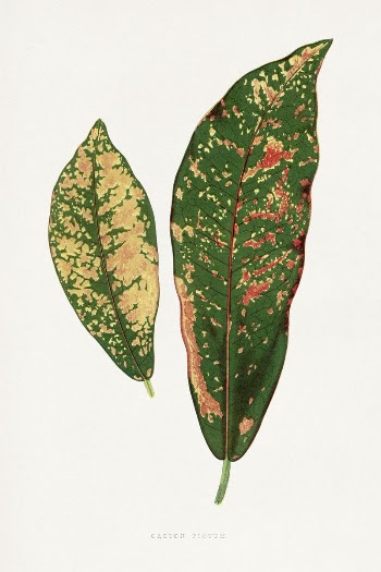 Croton leaf illustration from Les | Free Photo Illustration - rawpixel