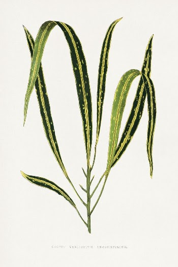 Croton Variegatum Angustifolium leaf illustration | Free Photo Illustration - rawpixel
