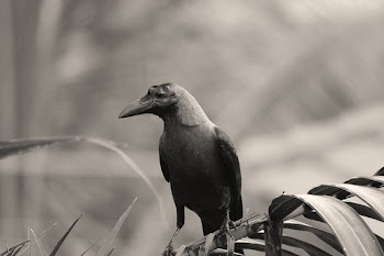 Crow Bird
