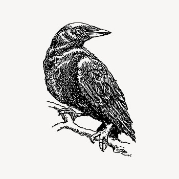 Crow bird clipart, drawing illustration | Free Vector Illustration - rawpixel