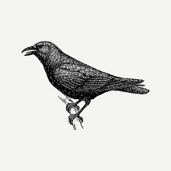 Crow bird collage element, vintage | Free PSD Illustration - rawpixel