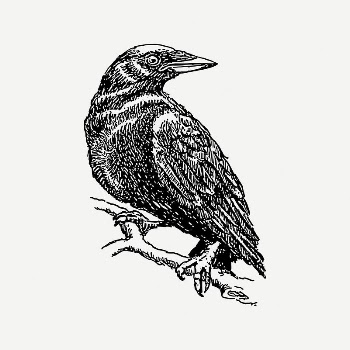 Crow bird collage element, vintage | Free PSD Illustration - rawpixel