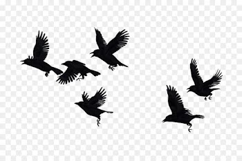 Crow, Bird, Flock, Wing PNG
