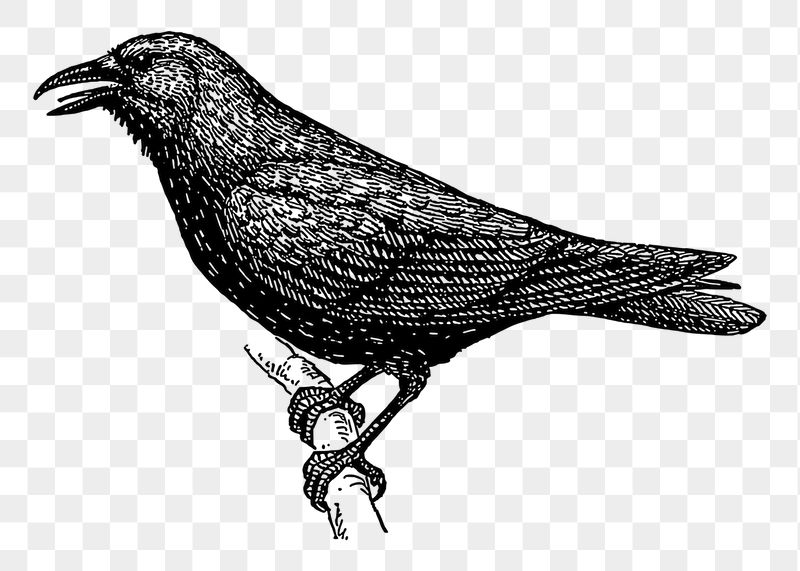 Crow bird png sticker illustration, | Free PNG - rawpixel