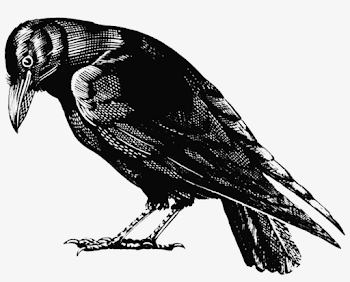 Crow - Crow Png Transparent - Free Transparent PNG Download - PNGkey