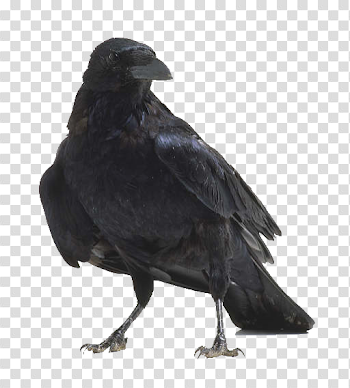 crow-free-PNG-transparent-background-images-free-download-clipart ...