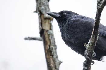 Crow in the rain. Free | Free Photo - rawpixel