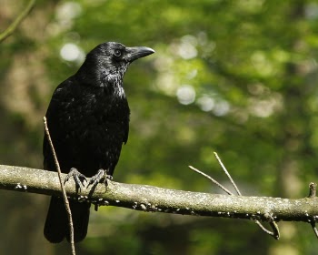 crow.jpg