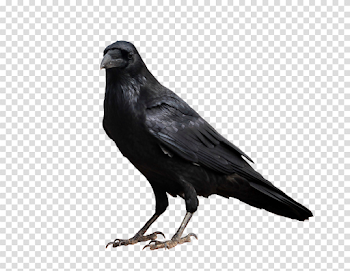 Crow on a transparent background. by PRUSSIAART on DeviantArt