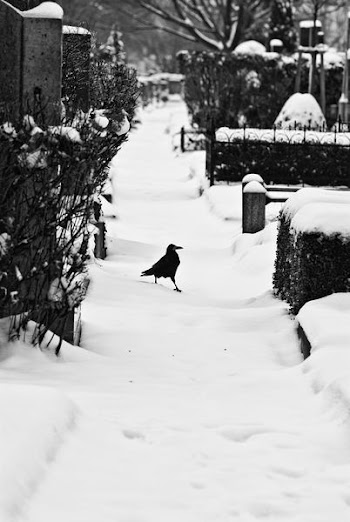 crow on snow path