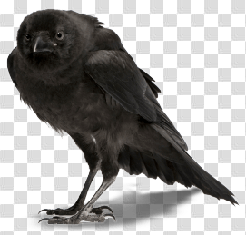 Crow Png Image
