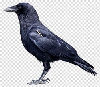 Crow Png Image