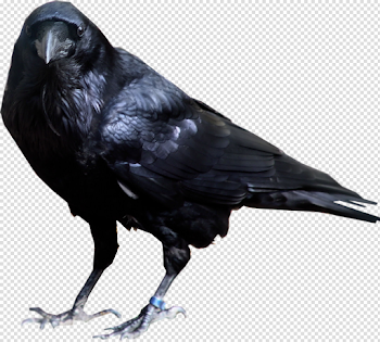 Crow PNG images, download pictures