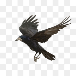 Crow Png & Transparent Images #9530 - PNGio