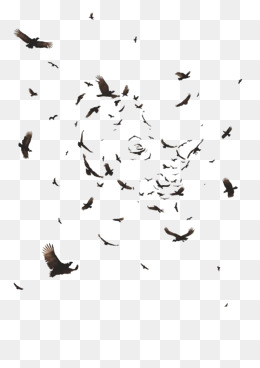 Crow Png, Vectors, PSD, and Clipart for Free Download | Pngtree
