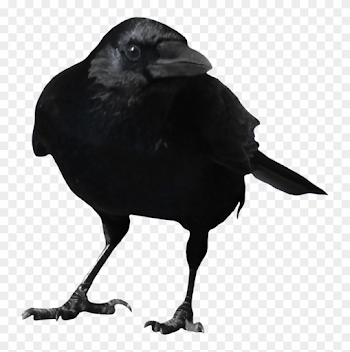 Crow Ready To Fly Png - Crow Transparent Background, Png Download ...