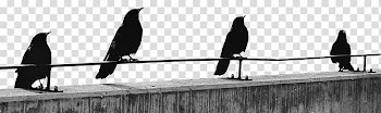 Crow transparent background PNG clipart