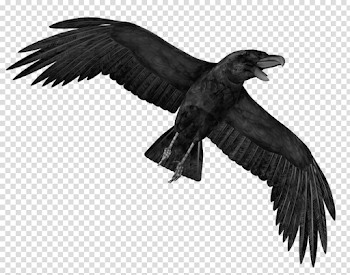 Crow Transparent Image PNG Image (Transparent HD Photo)