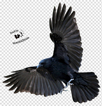 Crow Transparent Images