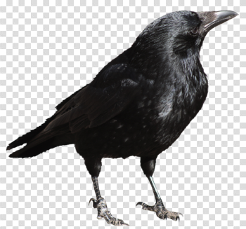 Crow Transparent PNG Picture | Gallery Yopriceville - High ...