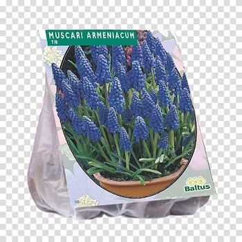 Crown imperial Round-headed garlic Fritillaria persica Bulb Ramsons, bulb transparent background PNG clipart