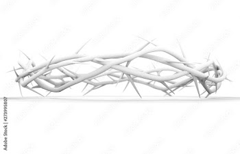 Crown Of Thorns White