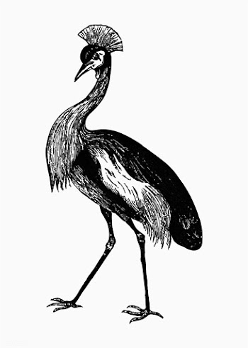 Crowned crane shade drawing | Free stock vector - 562487