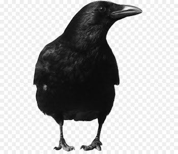 Crows Clip art - Black Crow Png Image 