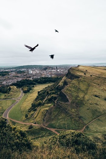 Crows Fly Over Hills