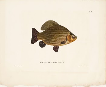 Crucian carp, 1836 - 1857, | Free Photo - rawpixel