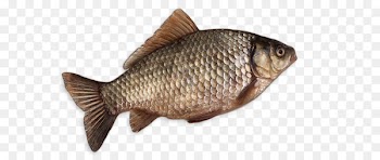 Crucian carps Tilapia Funazushi Illustration - brown fish net 