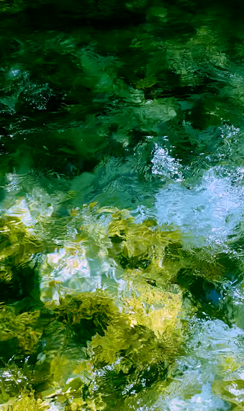 Crystal Clear Forest Stream: A Serene Aerial View