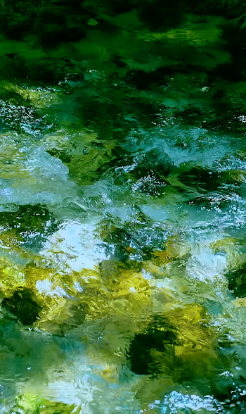 Crystal Clear Forest Stream from Above