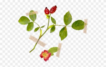 Csipkebogyó / Rosa Canina - Rose