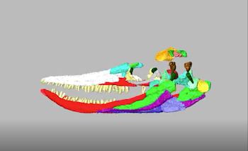 CT Scan Helps Unlock Mysteries of Giant Prehistoric Marine Reptile ...