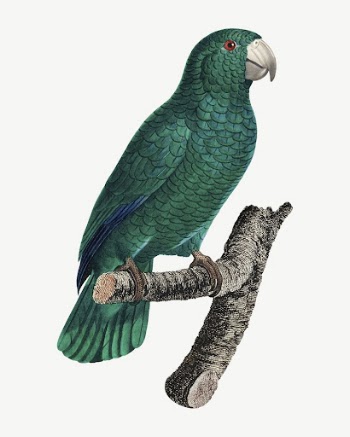 Cuban Amazon parrot bird, vintage | Free PSD Illustration - rawpixel