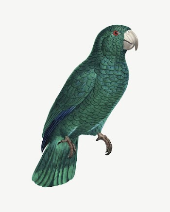 Cuban Amazon parrot bird, vintage | Free PSD Illustration - rawpixel