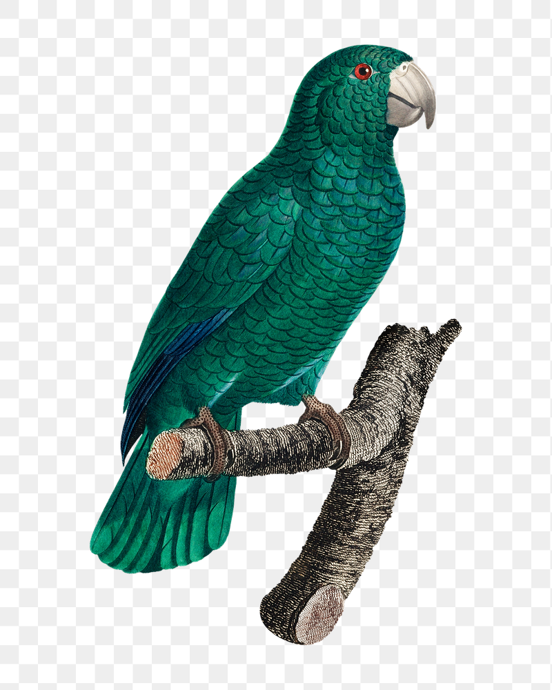Cuban Amazon parrot png bird | Free PNG Illustration - rawpixel