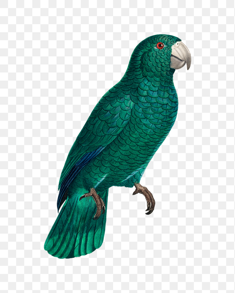 Cuban Amazon parrot png bird | Free PNG Illustration - rawpixel