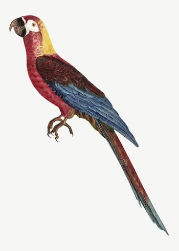 Cuban macaw parrot bird, vintage | Free PSD Illustration - rawpixel