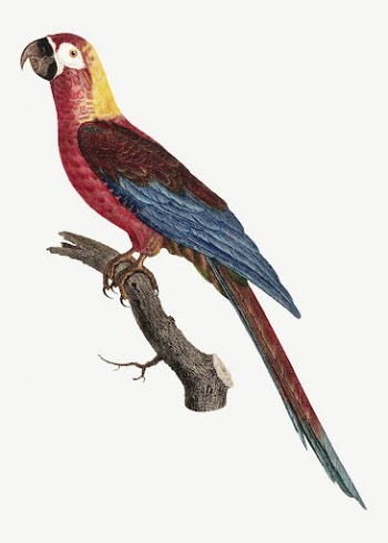Cuban macaw parrot bird, vintage | Free PSD Illustration - rawpixel