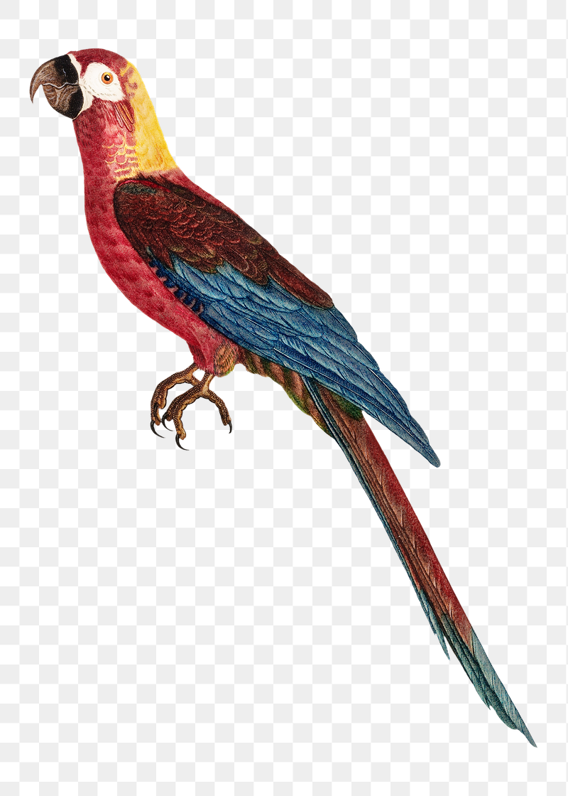 Cuban macaw parrot png bird | Free PNG Illustration - rawpixel