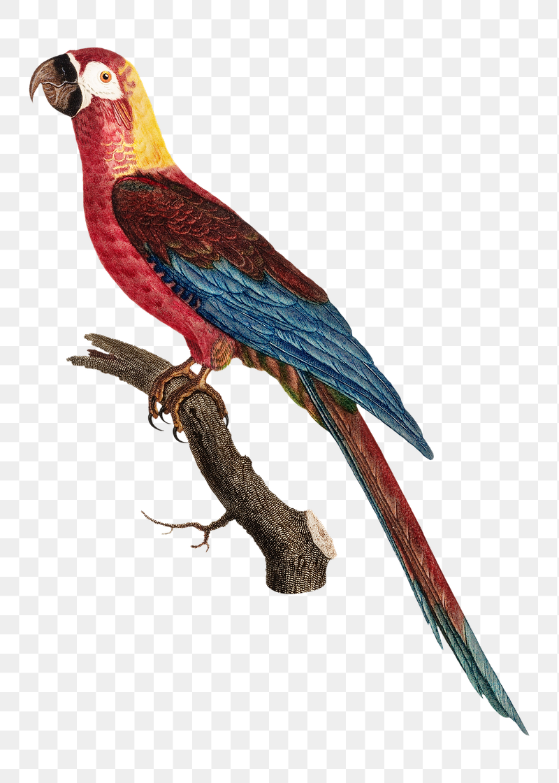 Cuban macaw parrot png bird | Free PNG Illustration - rawpixel