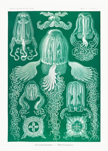 Cubomedusae&ndash;W&uuml;rfelquallen from Kunstformen der Natur (1904).. | Free public domain illustration - 2268081