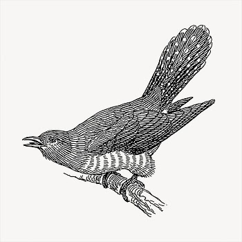 Cuckoo bird  clipart, vintage | Free Vector - rawpixel