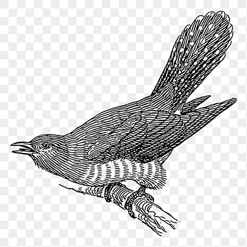 Cuckoo bird png sticker, vintage | Free PNG - rawpixel