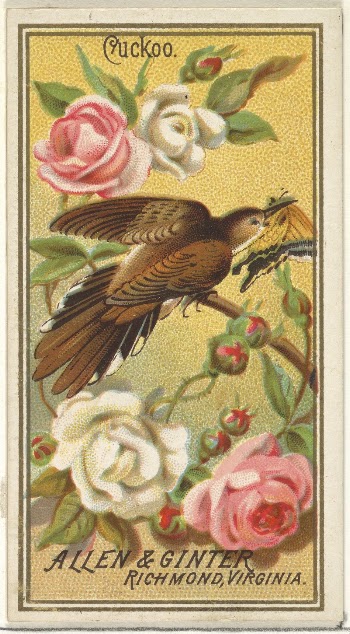 Cuckoo, from the Birds of America | Free Photo - rawpixel