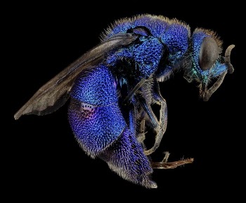 Cuckoo wasp, bright blue insect. | Free Photo - rawpixel